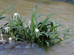 Hymenocallis