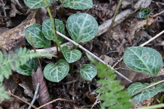 Pyrola japonica