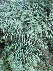 Pteridium caudatum
