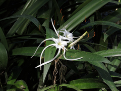 Hymenocallis