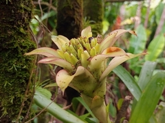 Guzmania lingulata