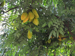Averrhoa carambola