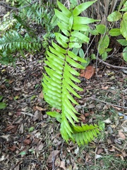 Nephrolepis exaltata