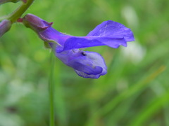 Vicia onobrychioides