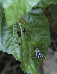 Panthiades bathildis