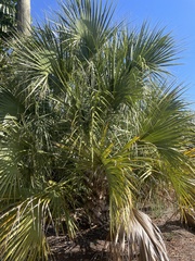 Coryphoideae