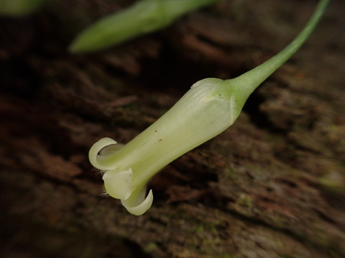 Geniostoma helleri observed 2022-11-23