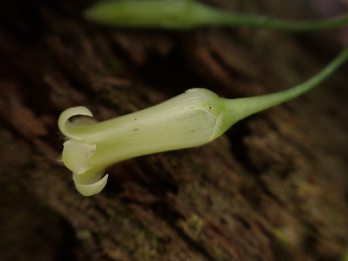 Geniostoma helleri
