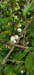 Chiococca alba
