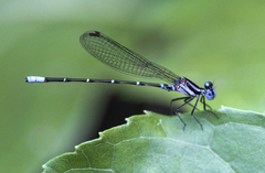 Argia gaumeri