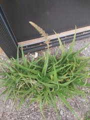 Aloe pluridens
