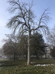 Ulmus thomasii