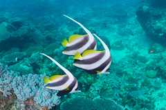 Heniochus acuminatus