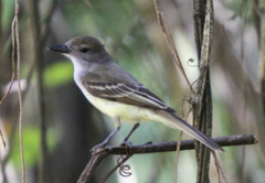 Myiarchus