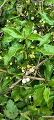 Chiococca alba
