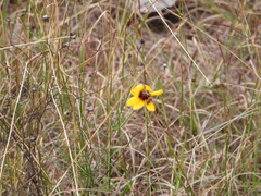 Thelesperma filifolium