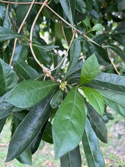 Pittosporum pentandrum