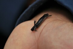 Plethodon jacksoni