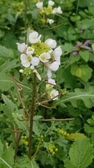 Diplotaxis erucoides