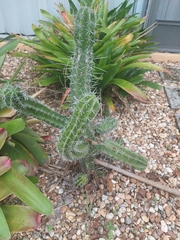 Acanthocereus tetragonus