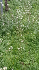 Diplotaxis erucoides