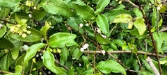 Chiococca alba