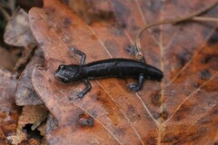 Plethodon jacksoni