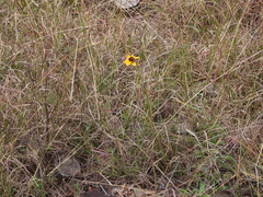 Thelesperma filifolium