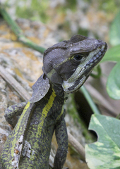 Basiliscus vittatus