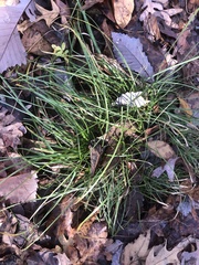 Allium vineale