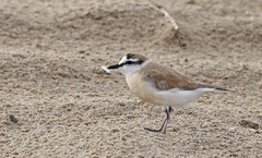 Charadrius marginatus