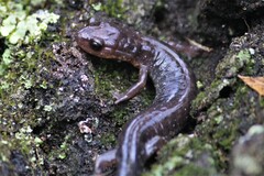 Plethodon jacksoni