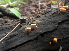 Nidulariaceae