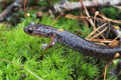 Plethodon jacksoni