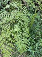 Pteridium