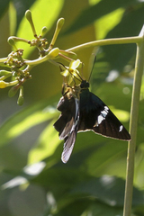 Astraptes