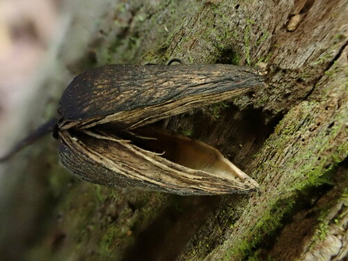 Geniostoma helleri