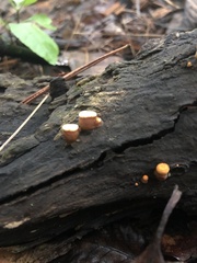 Nidulariaceae