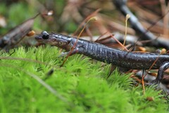 Plethodon jacksoni