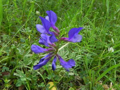 Vicia onobrychioides