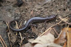 Plethodon jacksoni