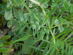 Vicia onobrychioides