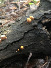 Nidulariaceae