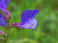 Vicia onobrychioides