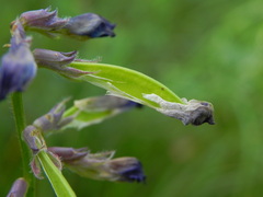 Vicia onobrychioides