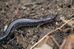 Plethodon jacksoni