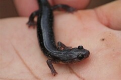 Plethodon jacksoni