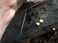 Nidulariaceae