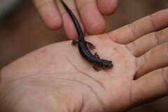 Plethodon jacksoni