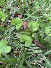 Dichondra carolinensis